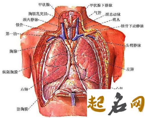 肺的五行属性是什么 肺对人体的作用