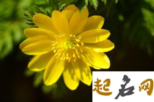 8月31日生日花：秋福寿草 12月31日