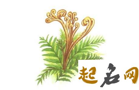 2月24日生日花：西洋薇 1月22日