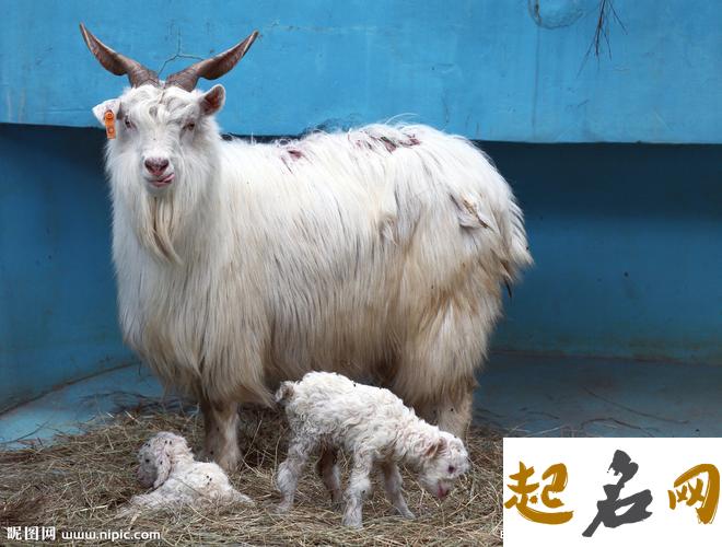 羊年宝宝几月出生最好? 2003年几月出生的羊宝宝最好