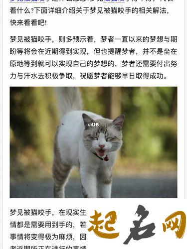 梦见被猫追咬是什么意思【好不好】 梦见猫追猫咬