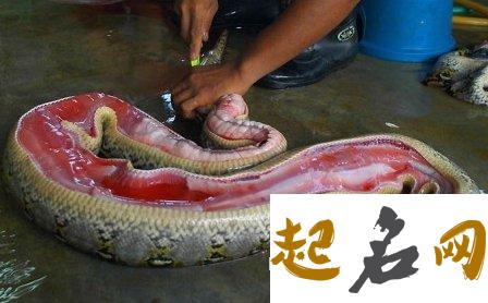 梦见大蟒蛇_周公解梦梦到大蟒蛇是什么意思_做梦梦见大蟒蛇好不好 梦见很多蟒蛇