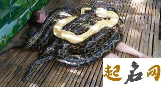 梦见被蛇缠 女人梦到蛇缠身后又拿掉了
