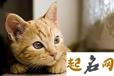 周公解梦 梦见猫代表什么 梦见猫在追别人