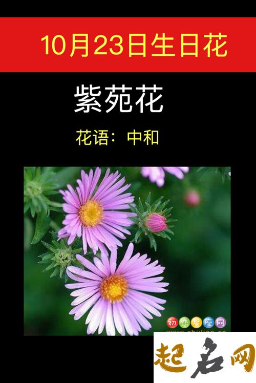 10月27日生日花：紫苑花 12月31日