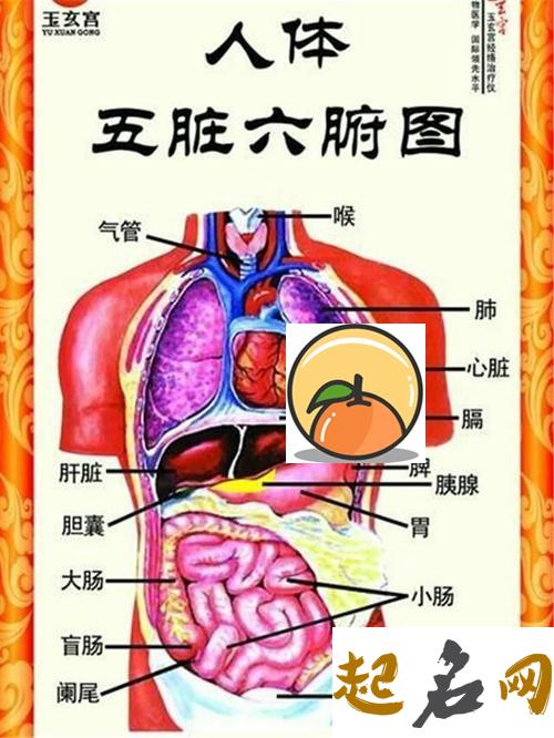 五脏六腑跟风水什么关系？ 身体五脏六腑位置图