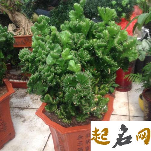 麒麟植物风水作用是什么？ 金麒麟植物的风水作用