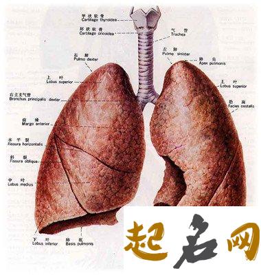 梦见肺 梦见肺上长了东西