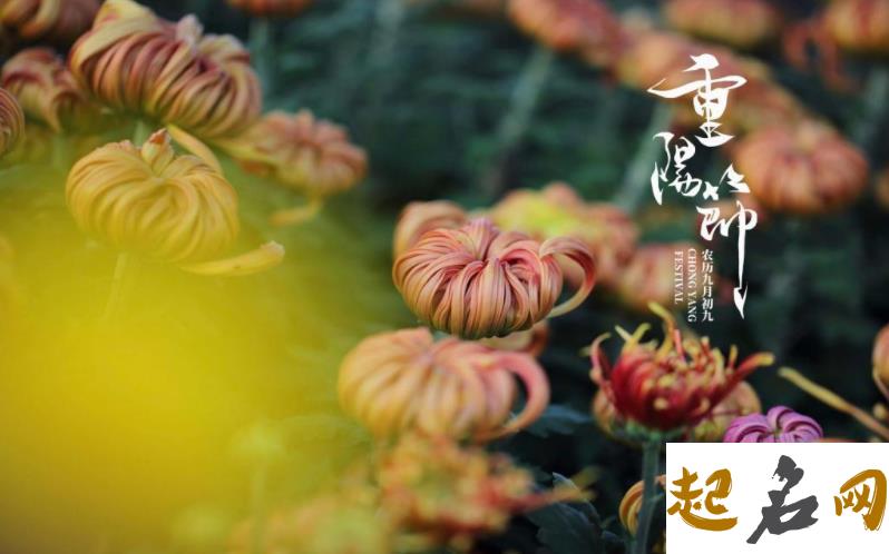 九月初九重阳节2019年不能结婚吗 重阳节结婚吉利吗？ 重阳节是几月几日2019