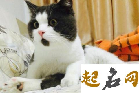 孕妇梦见猫是好还是坏？ 怀孕的人梦见猫是什么意思