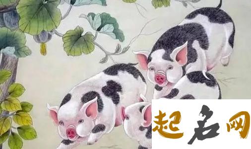 生肖猪与生俱来的天赋 为什么有的人有天赋