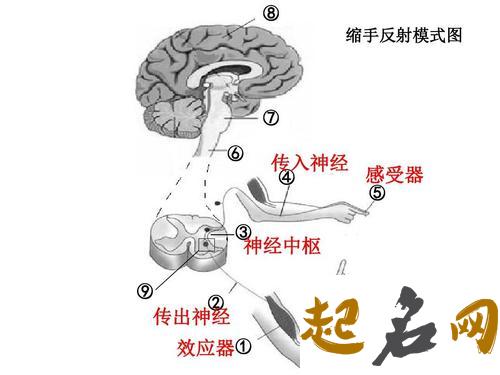 从手掌的异常感知健康状态 感知神经系统出问题