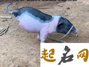 梦见猪咬屁股是什么意思【好不好】 猪屁股上面的肉叫什么