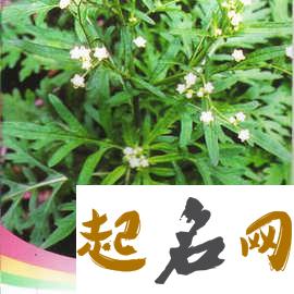 阳台适合种什么风水植物？阳台能种艾草吗？ 客厅摆放什么植物最好