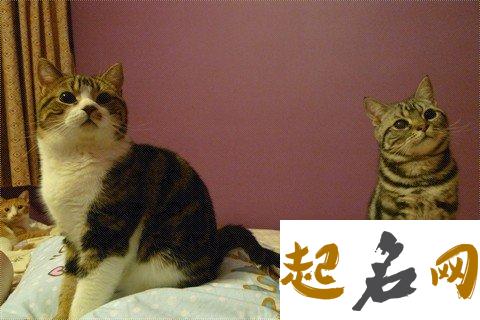 梦见小猫 已婚女人梦见猫好不好