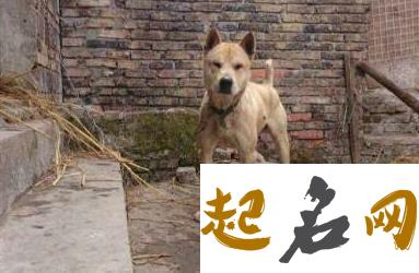 梦见猎犬是什么意思 梦见猎狗抓到了猎物