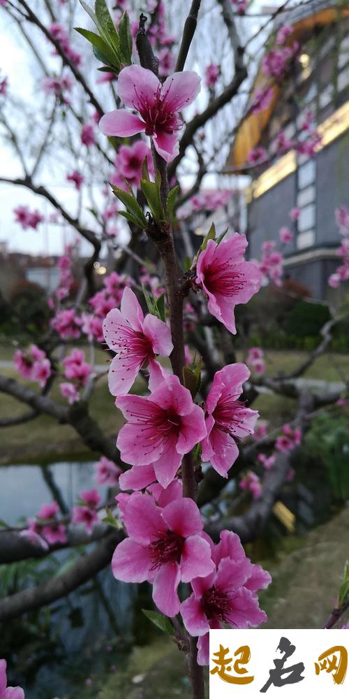 桃花 垂丝海棠