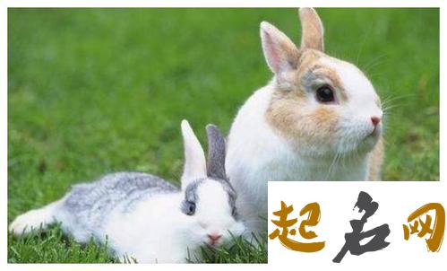 87和93年相配吗 属兔和属鸡的婚配情况 鸡和兔相配吗
