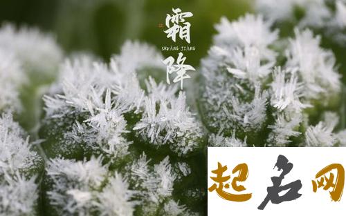 能冻死植物的节气-霜降有什么植物存活（图文） 廿四节气