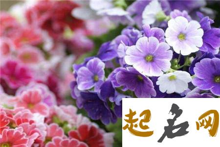 4月30日生日花：西洋樱草 四季樱草