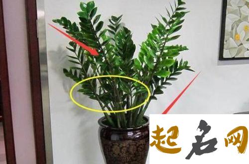 属牛办公室放什么植物旺财 八种植物招财又旺宅