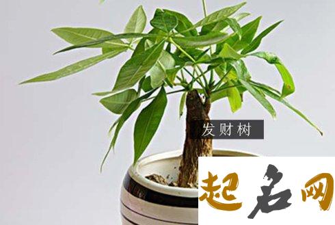 属鸡办公室放什么植物旺财 生肖猪的旺财植物