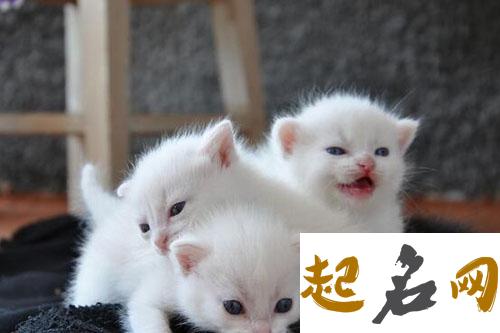 梦见猫咬自己 梦见猫扑咬自己是什么预兆