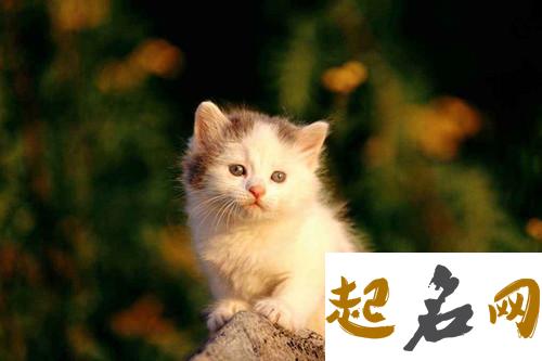 猫石对话每周运势(7.17-7.23) 猫石对话2020年运势之八月