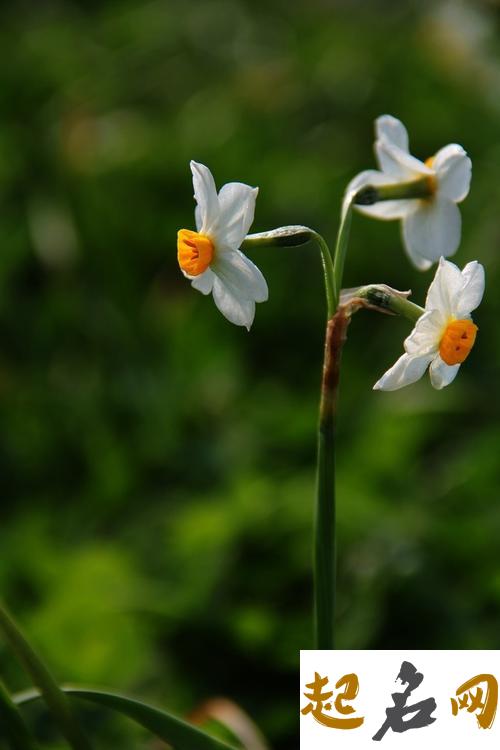 2月29日生日花：野生水仙花 水仙花样子