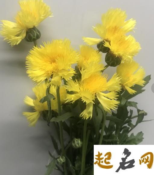 10月20日生日花：黄矢车菊 矢车菊怎么种植