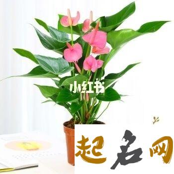 卧室摆放什么招财 是物件好还是植物好 卧室里放什么植物比较好