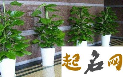 办公室摆放过多植物会有什么样后果 办公室花草摆放什么花