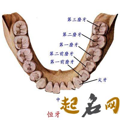 牙齿多命真的好吗 有32颗牙齿的人命好不好