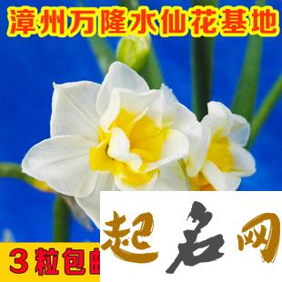 梦见水仙花 梦见三姨种水仙花