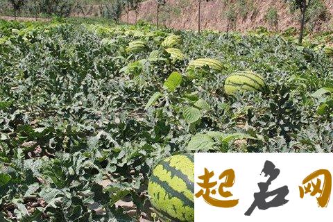 梦见瓜园怎么回事 梦见瓜园有什么预兆 梦见在瓜园买西瓜