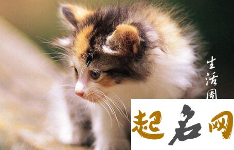 梦见很多猫是什么意思  做梦梦见很多猫好不好 梦见买猫什么意思