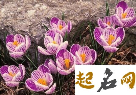 2月17日生日花：金线番红花 番红花