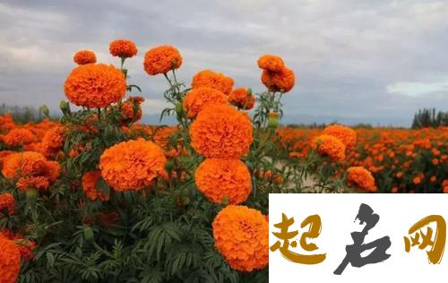 6月5日生日密码：灿烂大道 6月什么花开得最灿烂