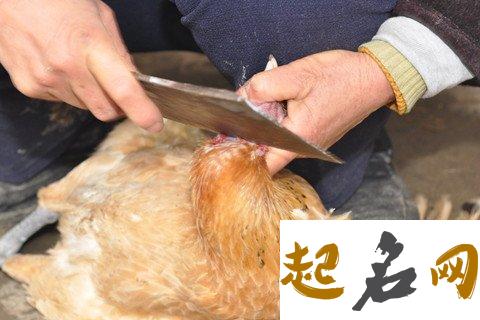 梦见杀了一只鸡是什么意思【好不好】 梦到一只鸡是什么意思