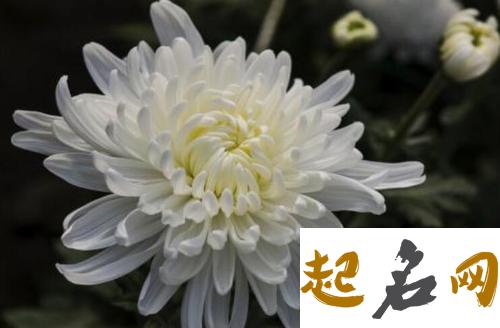 梦见白菊花 梦见有人送白菊花什么意思