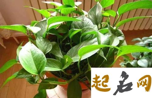 家里放什么花风水好 最旺宅的植物