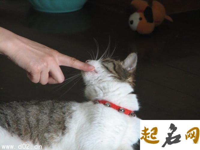 梦见猫咬人是什么意思【好不好】 梦见猫咬人什么意思