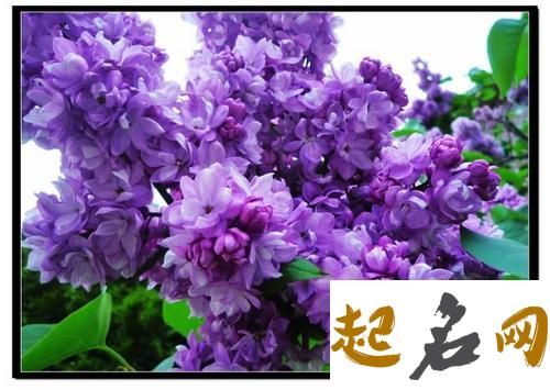 5月23日生日花：洋丁香 洋丁香花语是什么