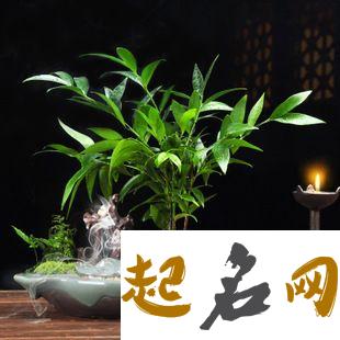 适合室内小盆栽植物有哪些 小花盆适合种什么绿植