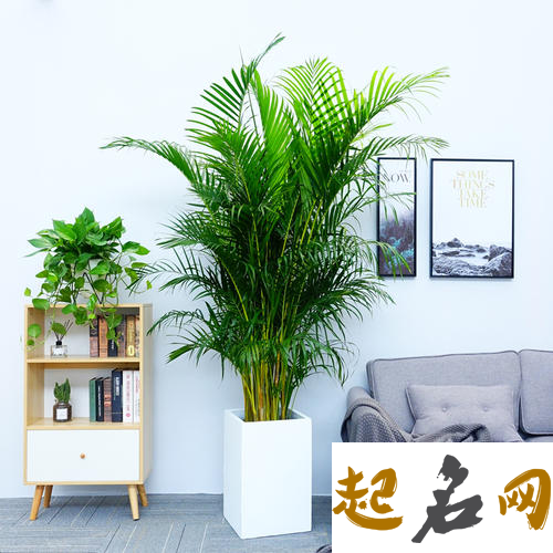 客厅风水植物 客厅摆放什么植物最好