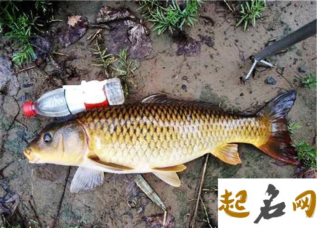 立夏后钓鲤鱼的技巧（图文） 钓鲤鱼用什么饵料最好