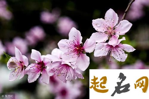 2021年10月哪个生肖桃花运最旺,属猪人桃花运旺盛 属虎桃花运