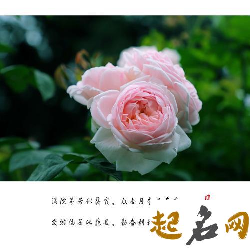 近期你的时间会花在哪方面呢（图文） 月季花