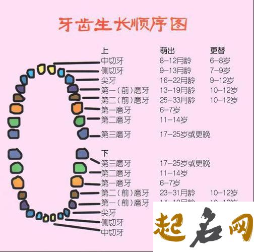 怎么从牙齿看一个人的性格和命运 一个人牙齿有几颗命运最好