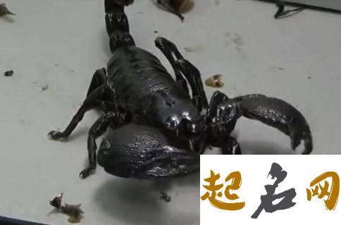 梦见蝎子_梦到蝎子是什么意思 梦到好多蝎子是什么意思